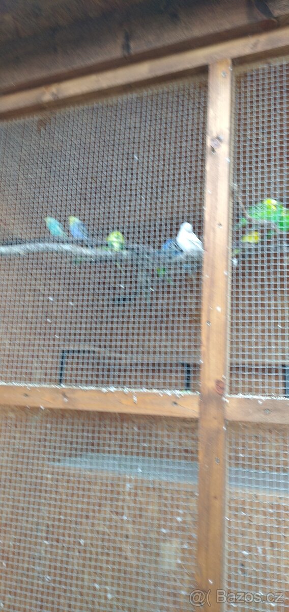 Prodám andulky a neofemy - 2