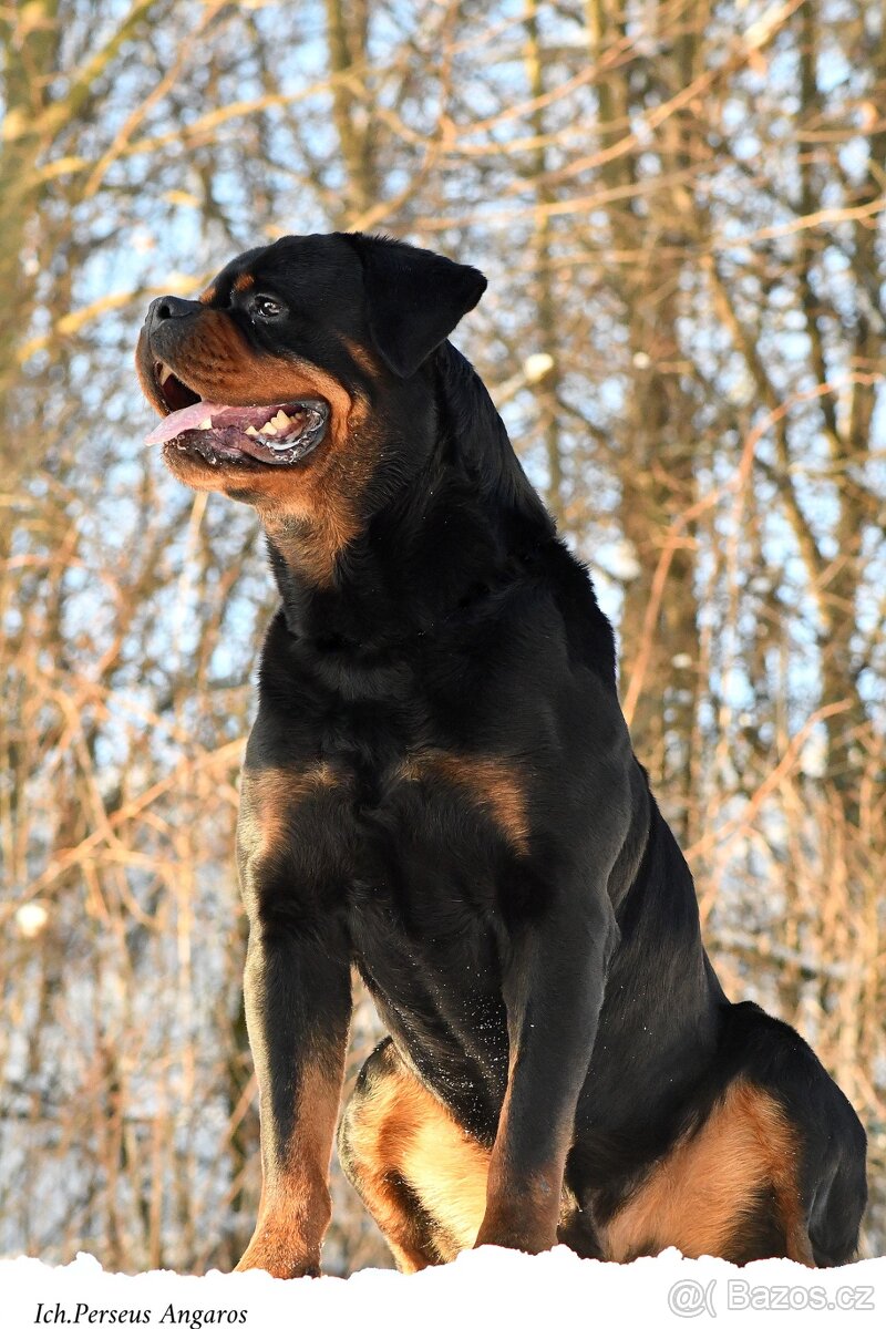 rotvajler - štěňata - 2