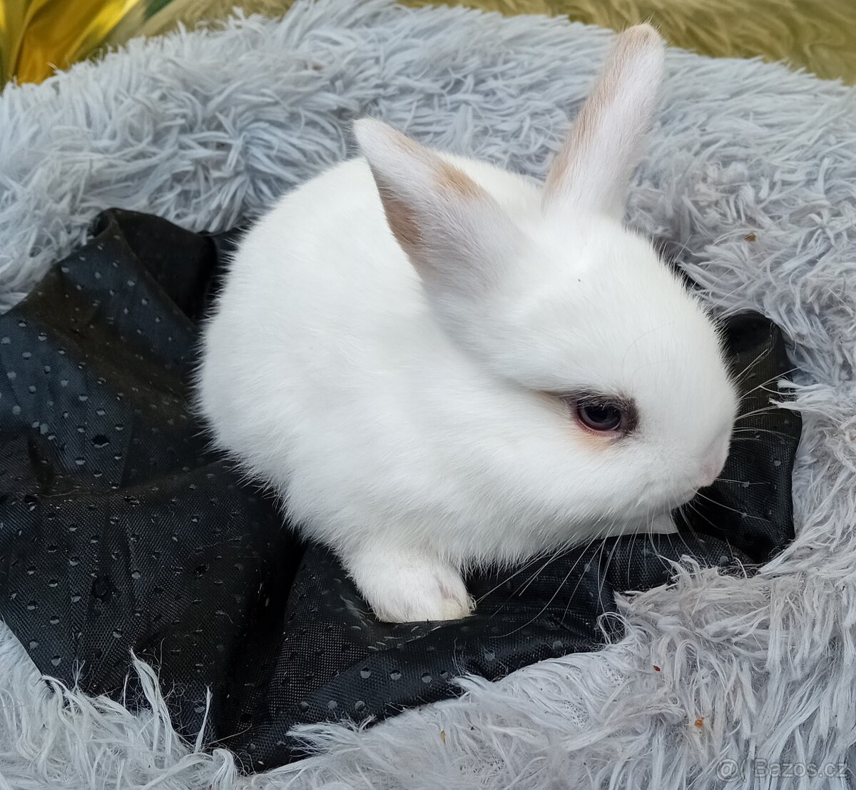 Zakrslý králíček E3 - 2