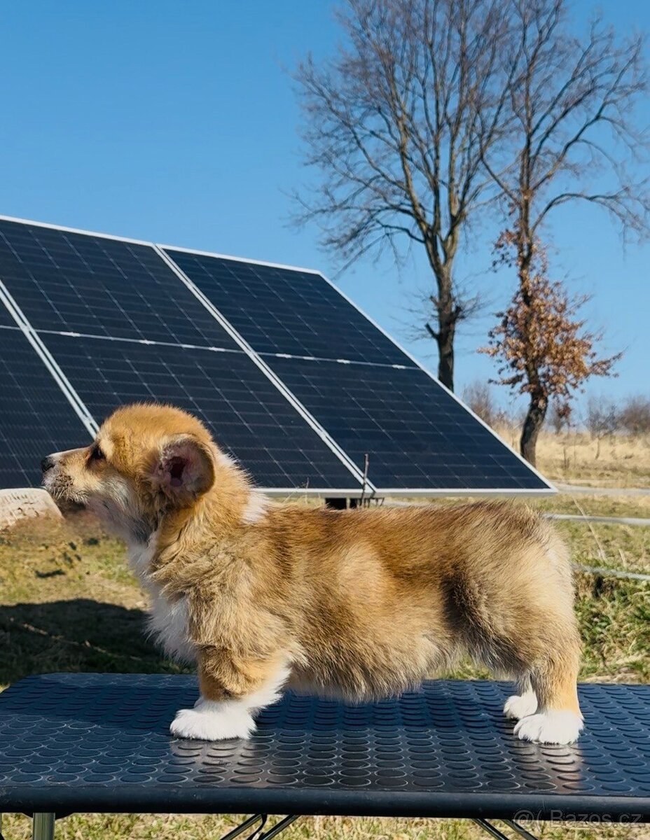 Na prodej – štěňata Welsh Corgi Pembroke - 2