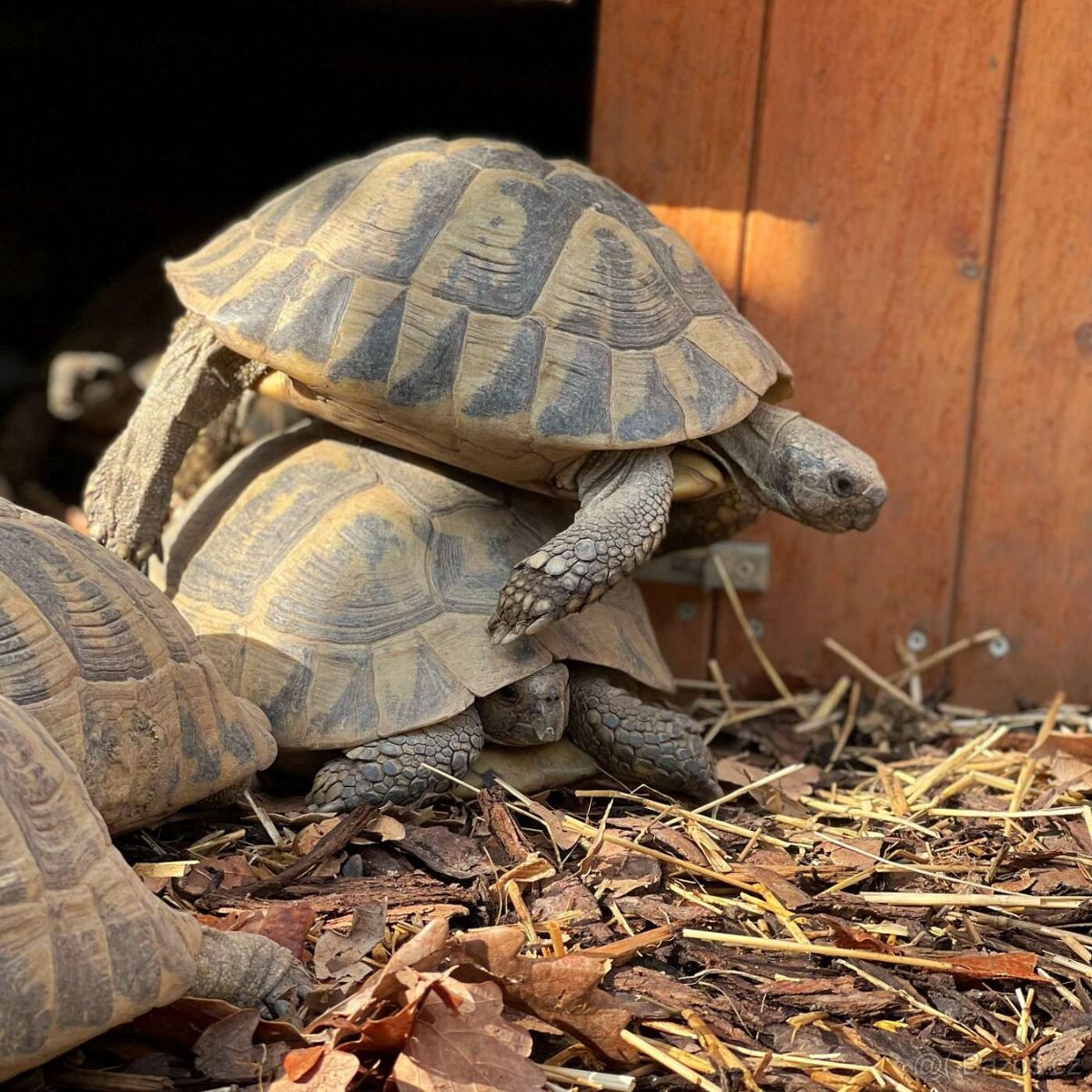 Suchozemská želva - 2