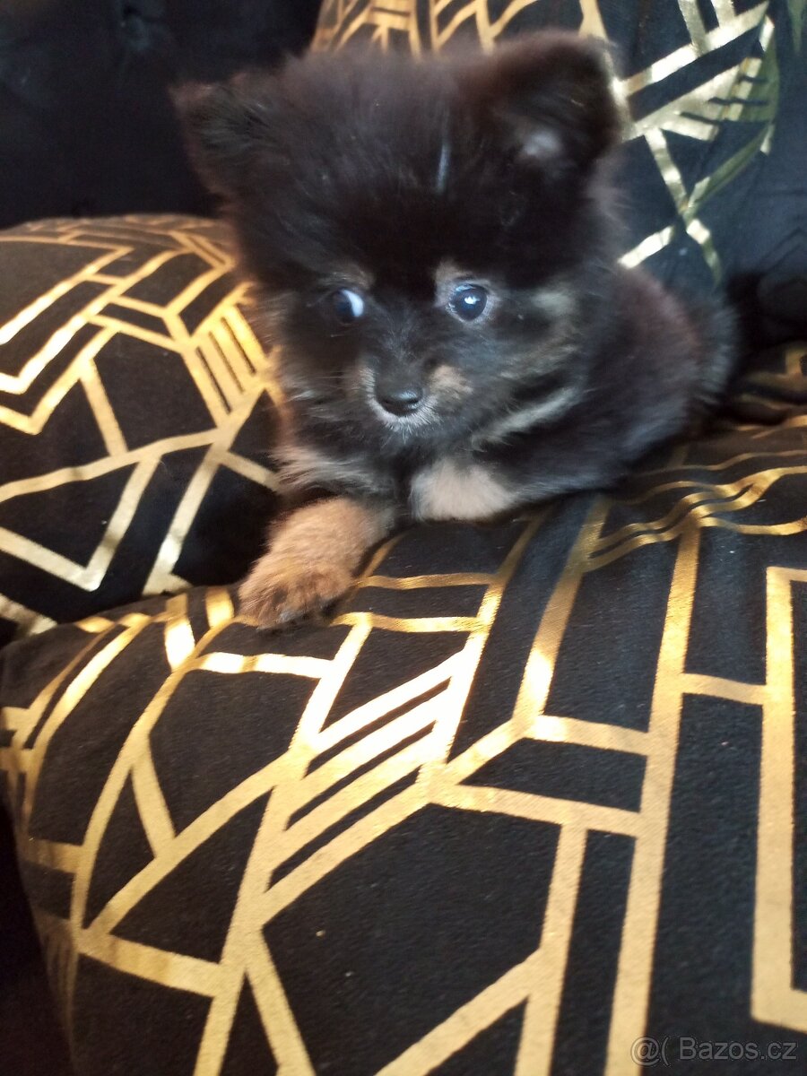 Prodám štene  pomerania - 2