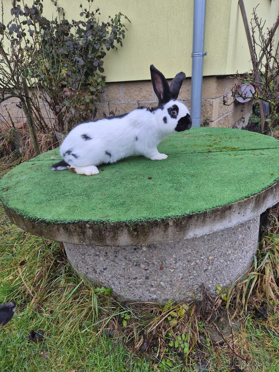 Německý obrovitý strakač - 2