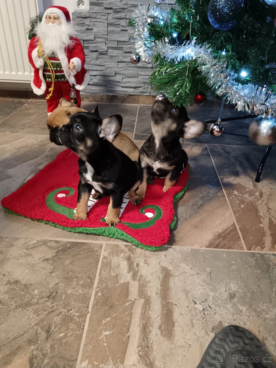 Francouzský buldocek - 2