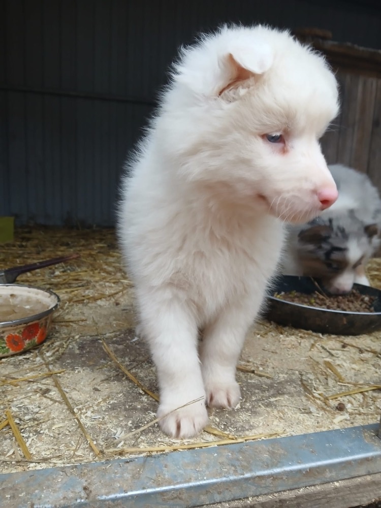 Krásná štěňata - 2