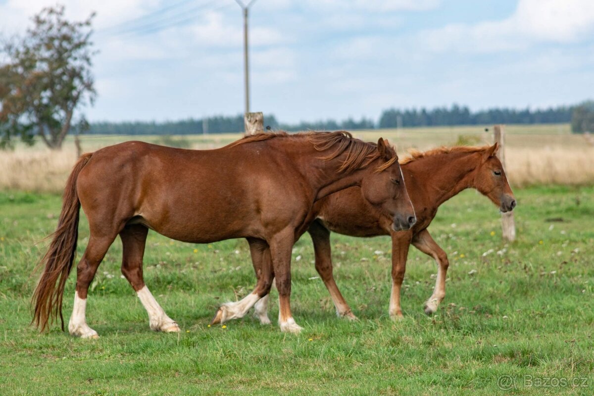 Klisna Welsh Cob - 2