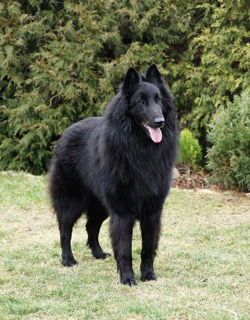 Belgický ovčák GROENENDAEL s PP - 2