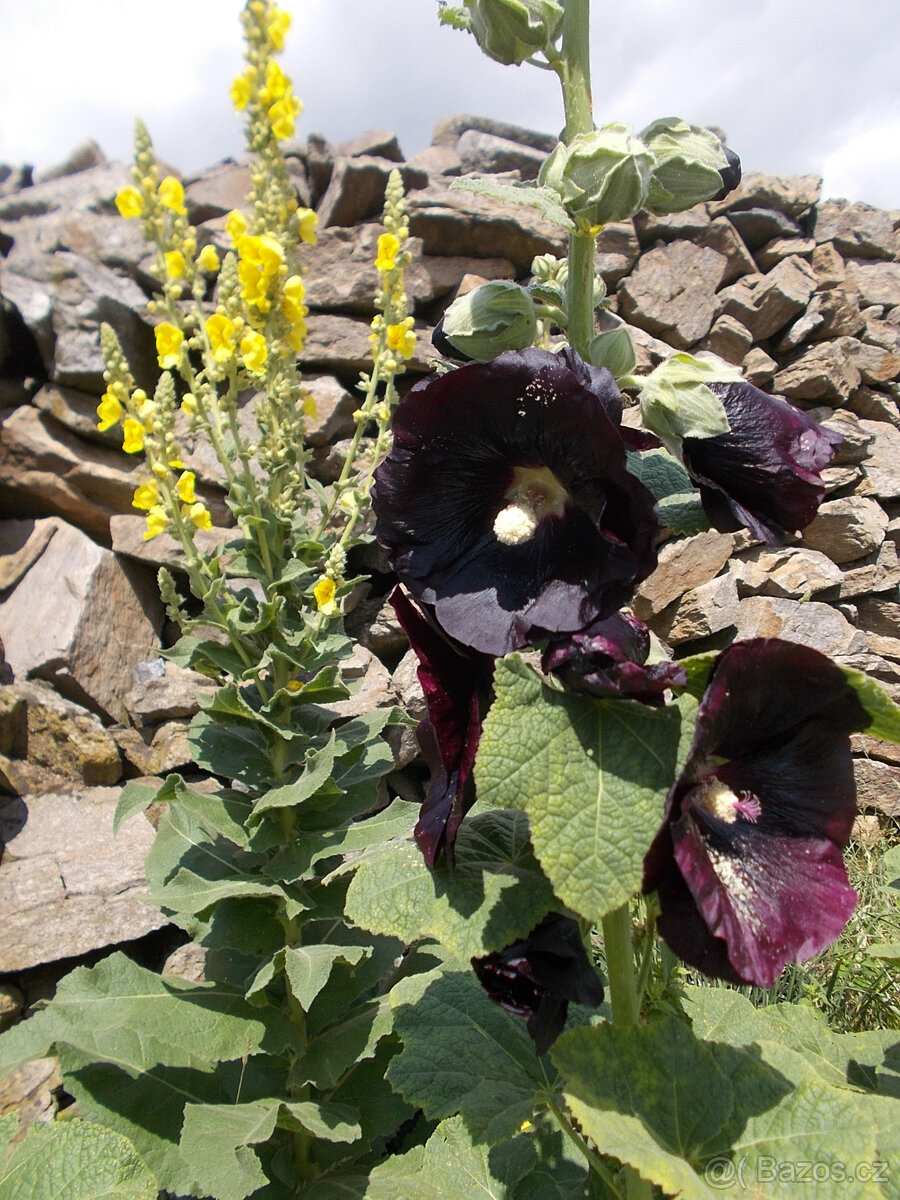 semena TOPOLOVKY - 3 barvy - 2