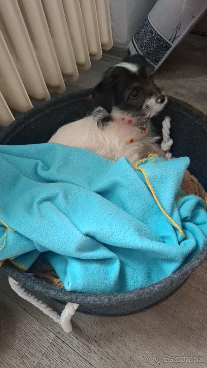 Prodám Jorkširsky teriér Biewer - 2