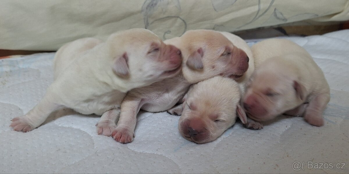 Labradorský retrívr s PP - 2