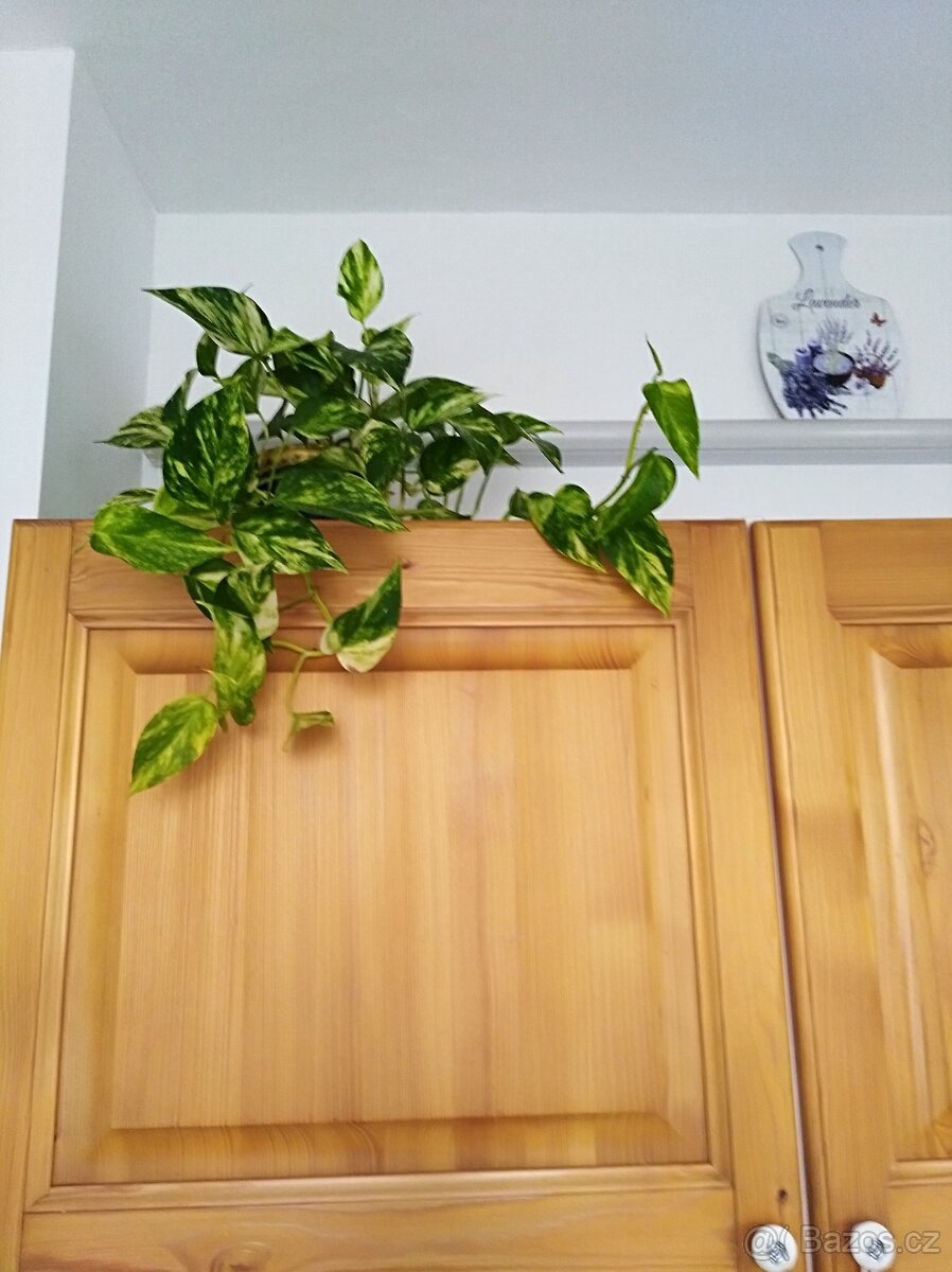 Šplhavnice zlatá - Epipremnum aureum - 2