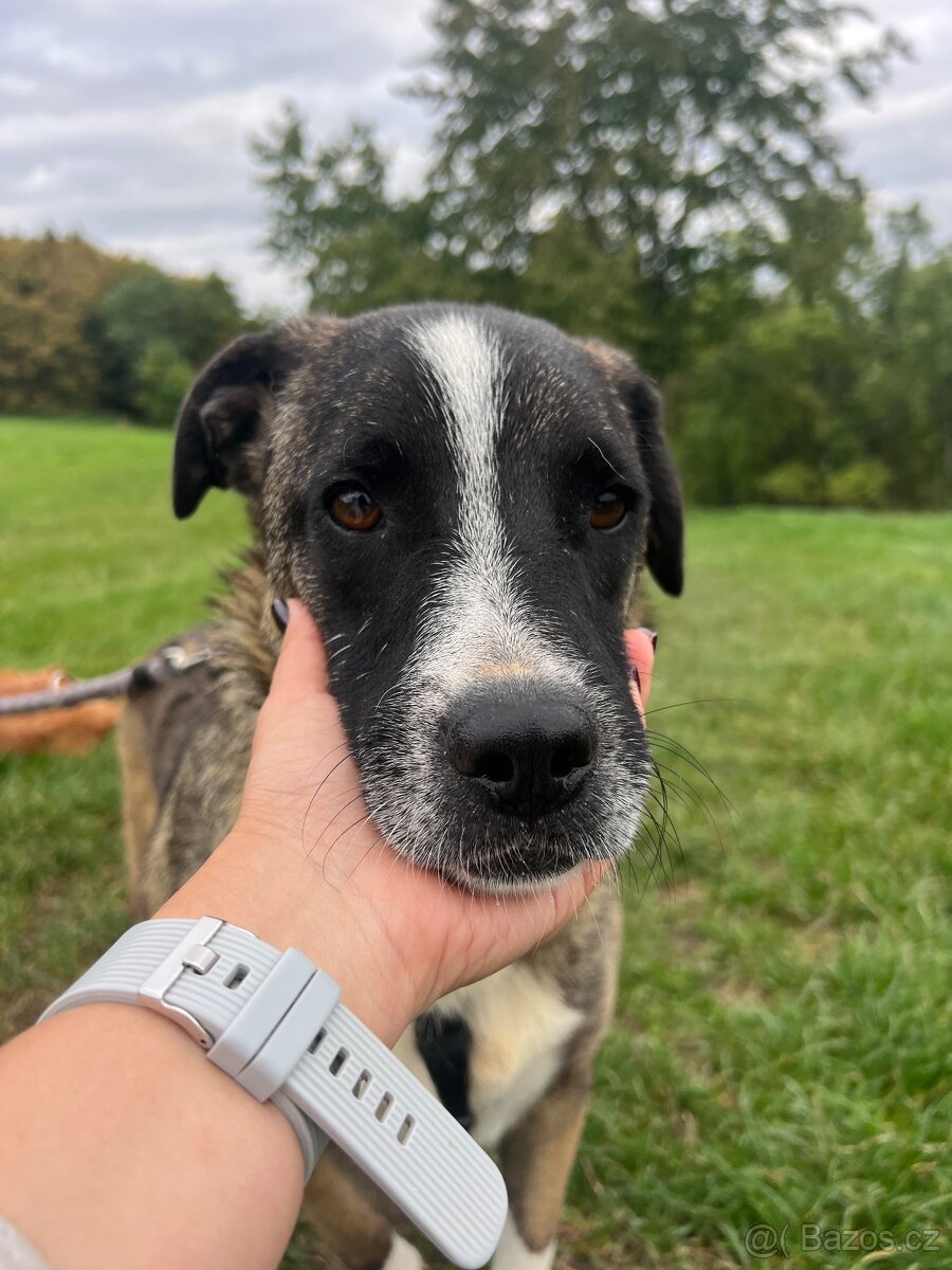 Tjoma hleda milujici domov - 2