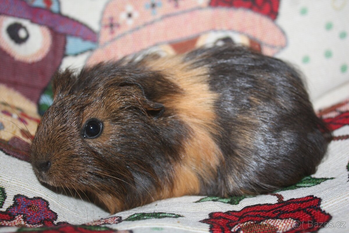 Morčata holčičky - 2