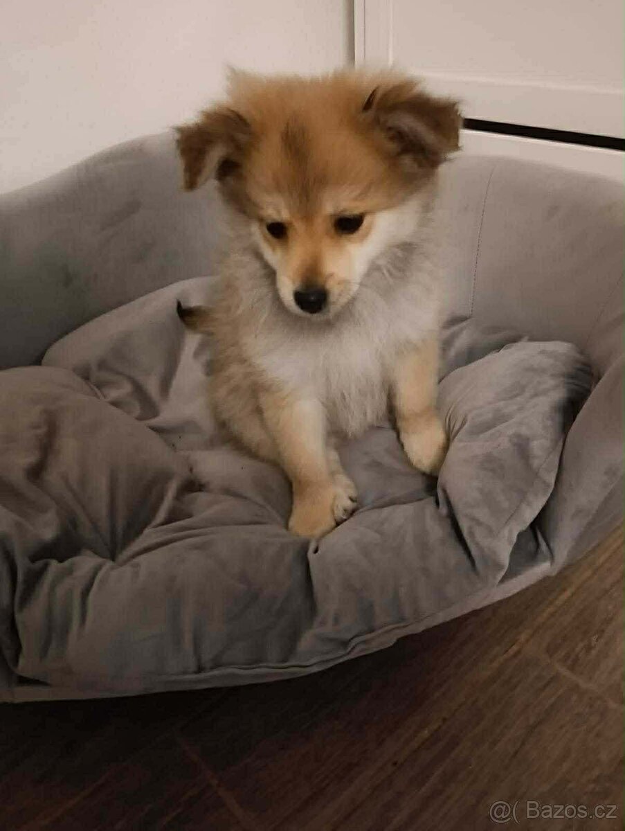 Německý špic pomeranian - 2
