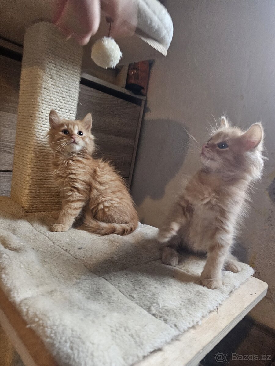 Koťátka - přírodní, zrzci - 2