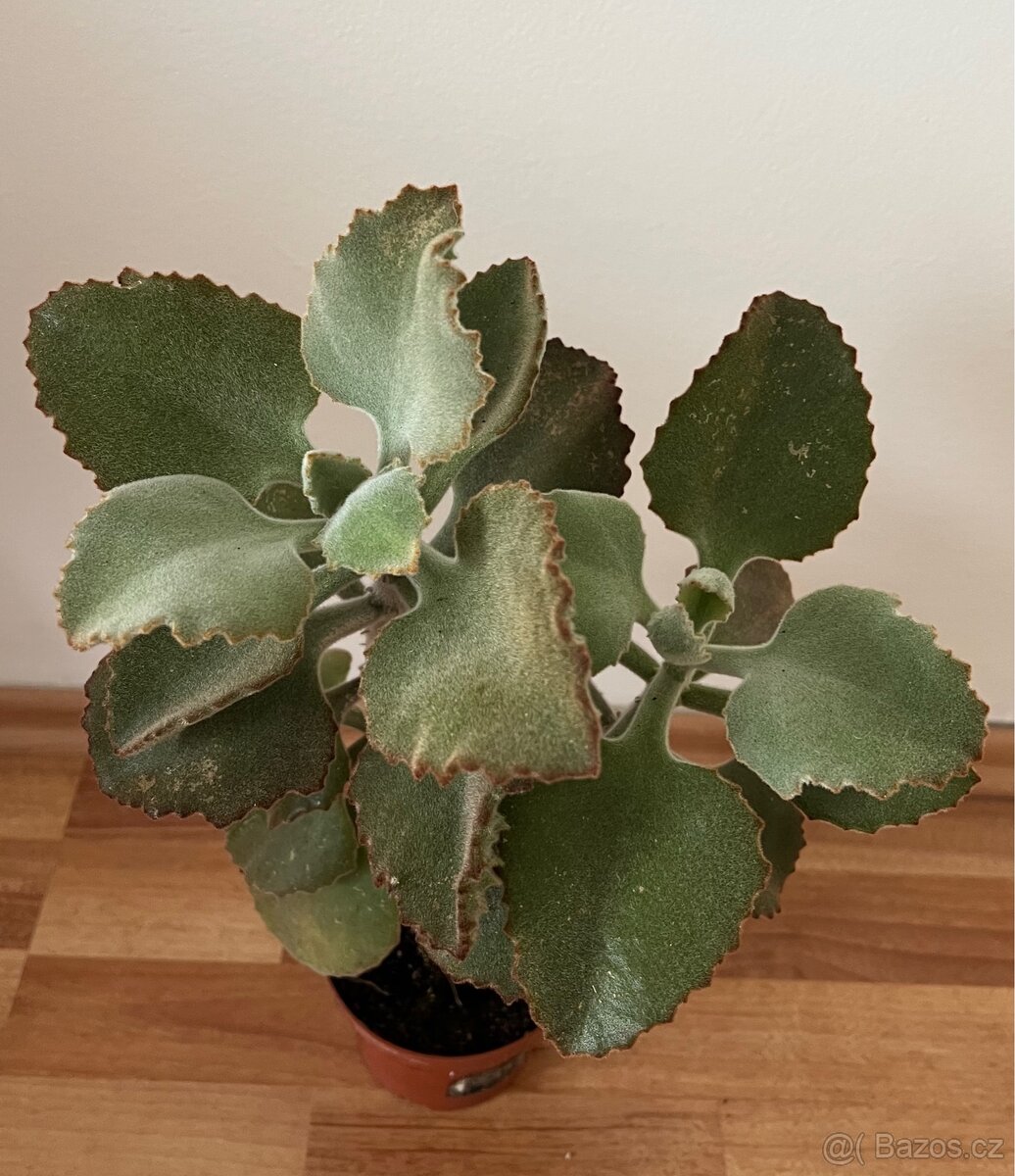 Krásné sukulenty se silnými listy - 2