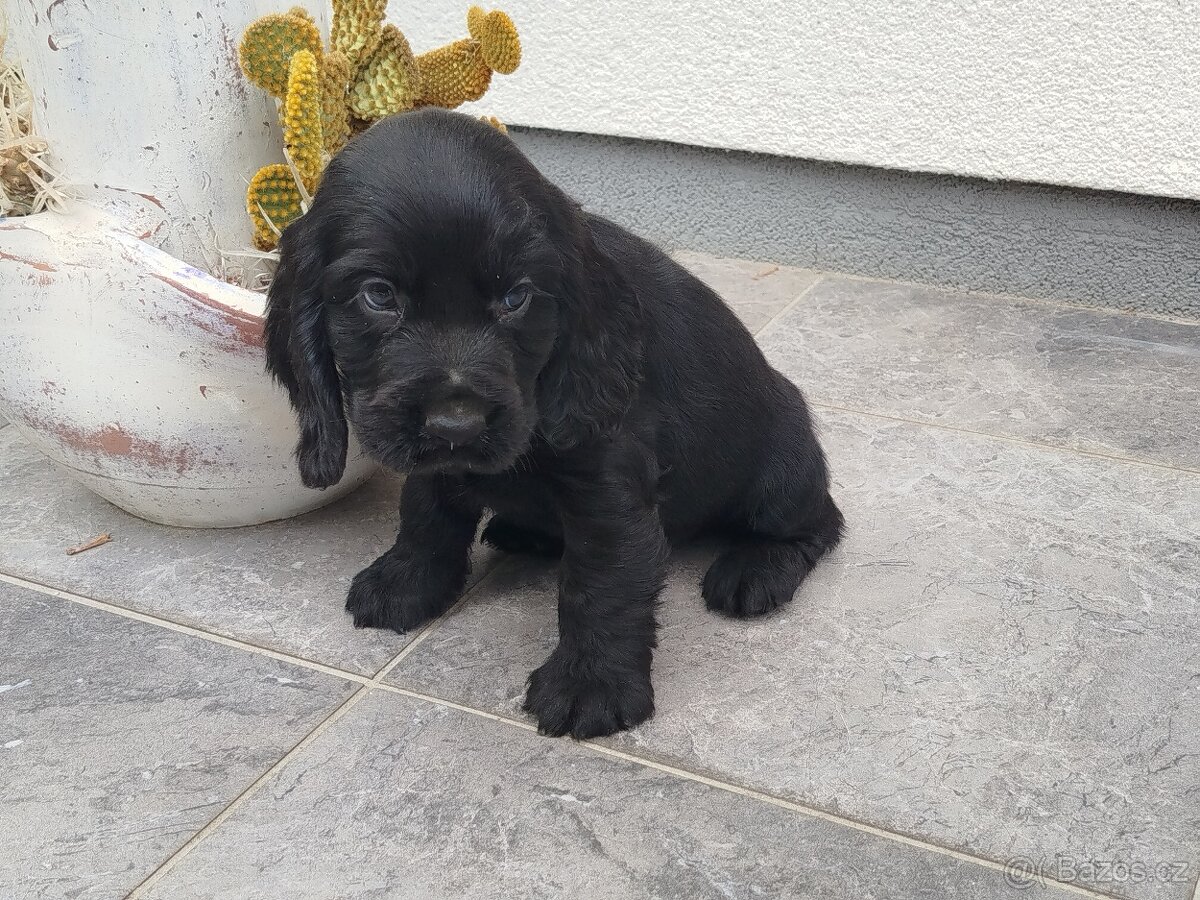 ANGLICKÝ KOKRSPANEL - 2