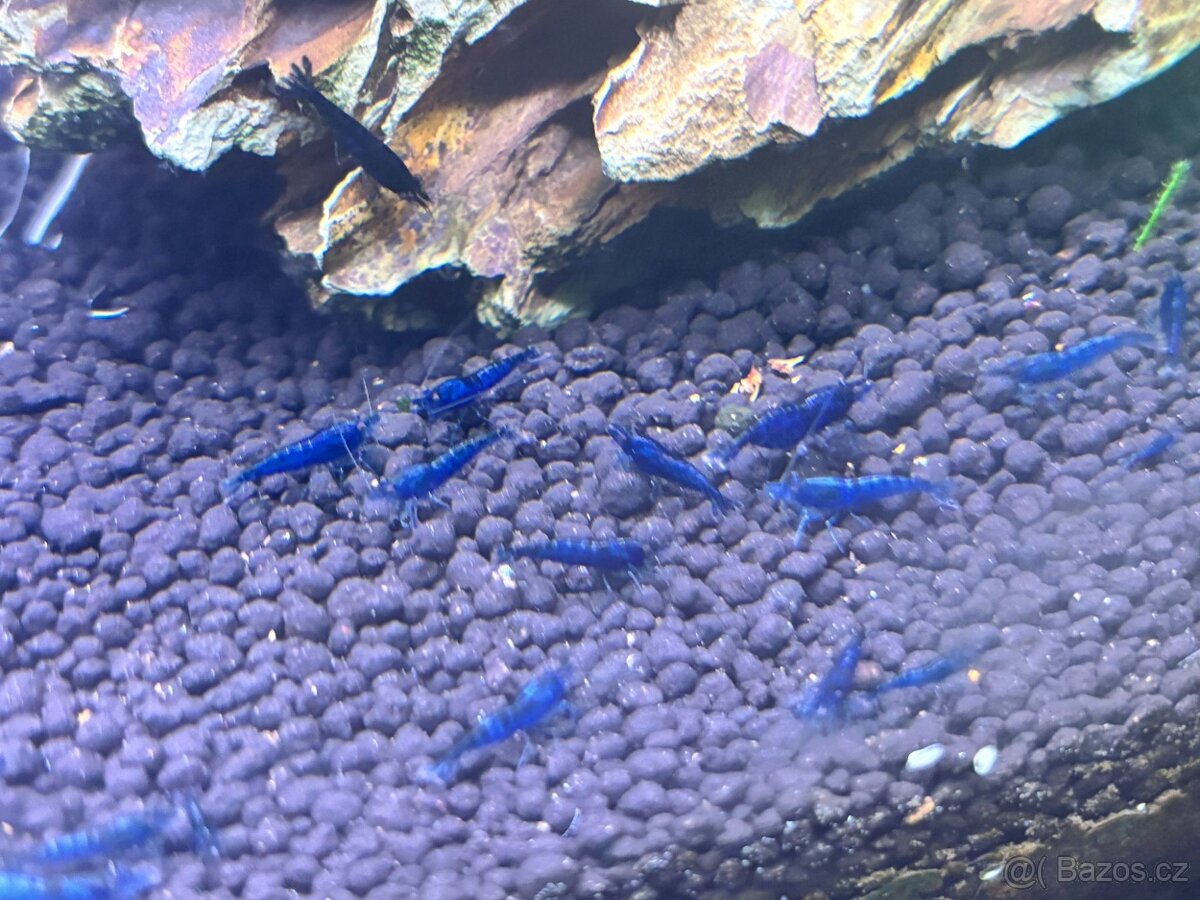 Neocaridina Davidi var. Blue Dream - 2
