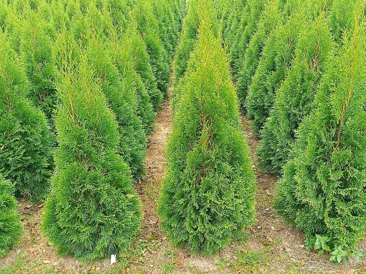Prodám thuje smaragd - 2