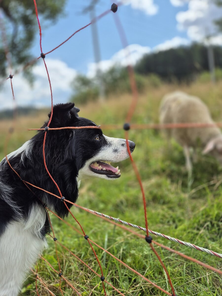 Krytí border kolie bez Pp - 2