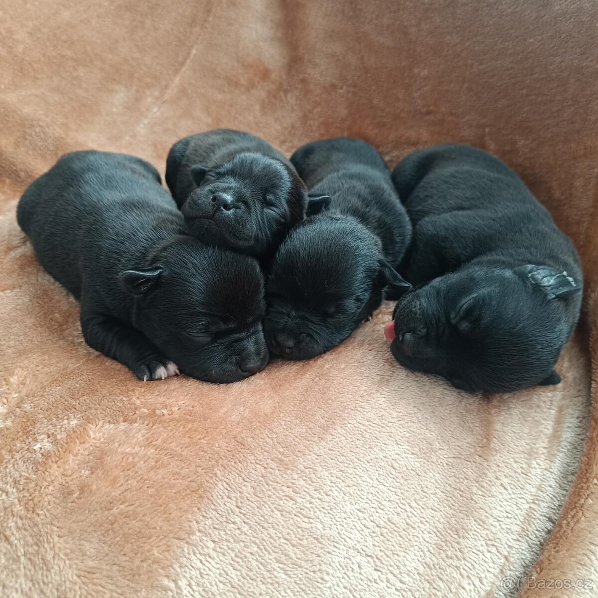 stafordšírský bulteriér - 2