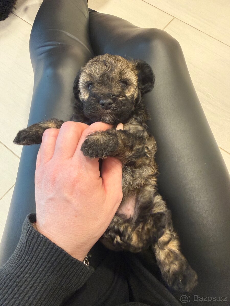 Štěně Toy pudl - fenka - 2