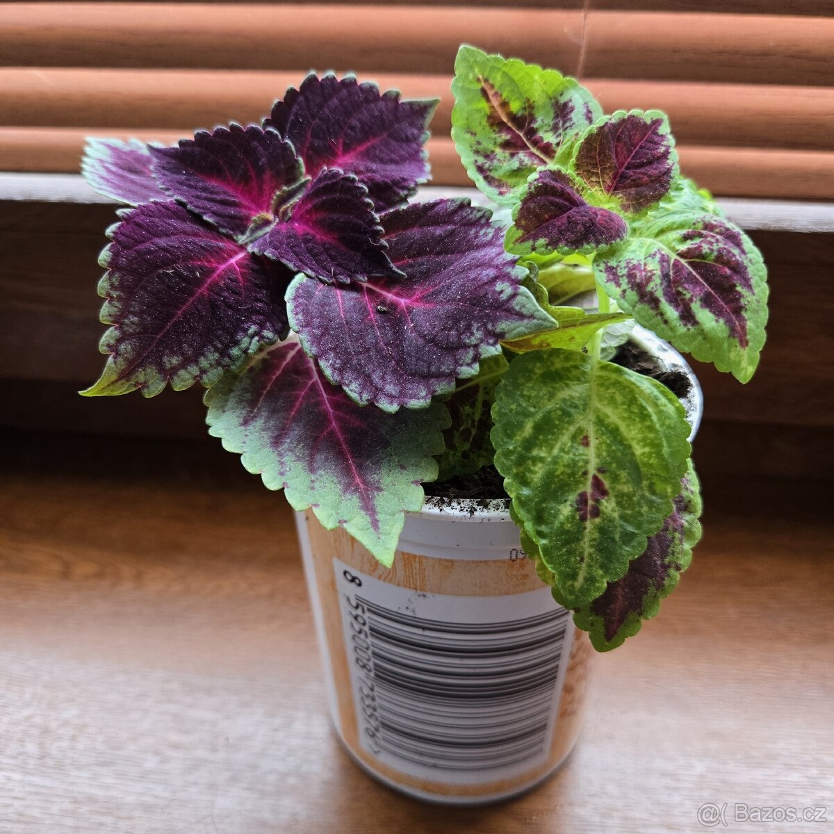 Kopřiva 2 druhy - 2