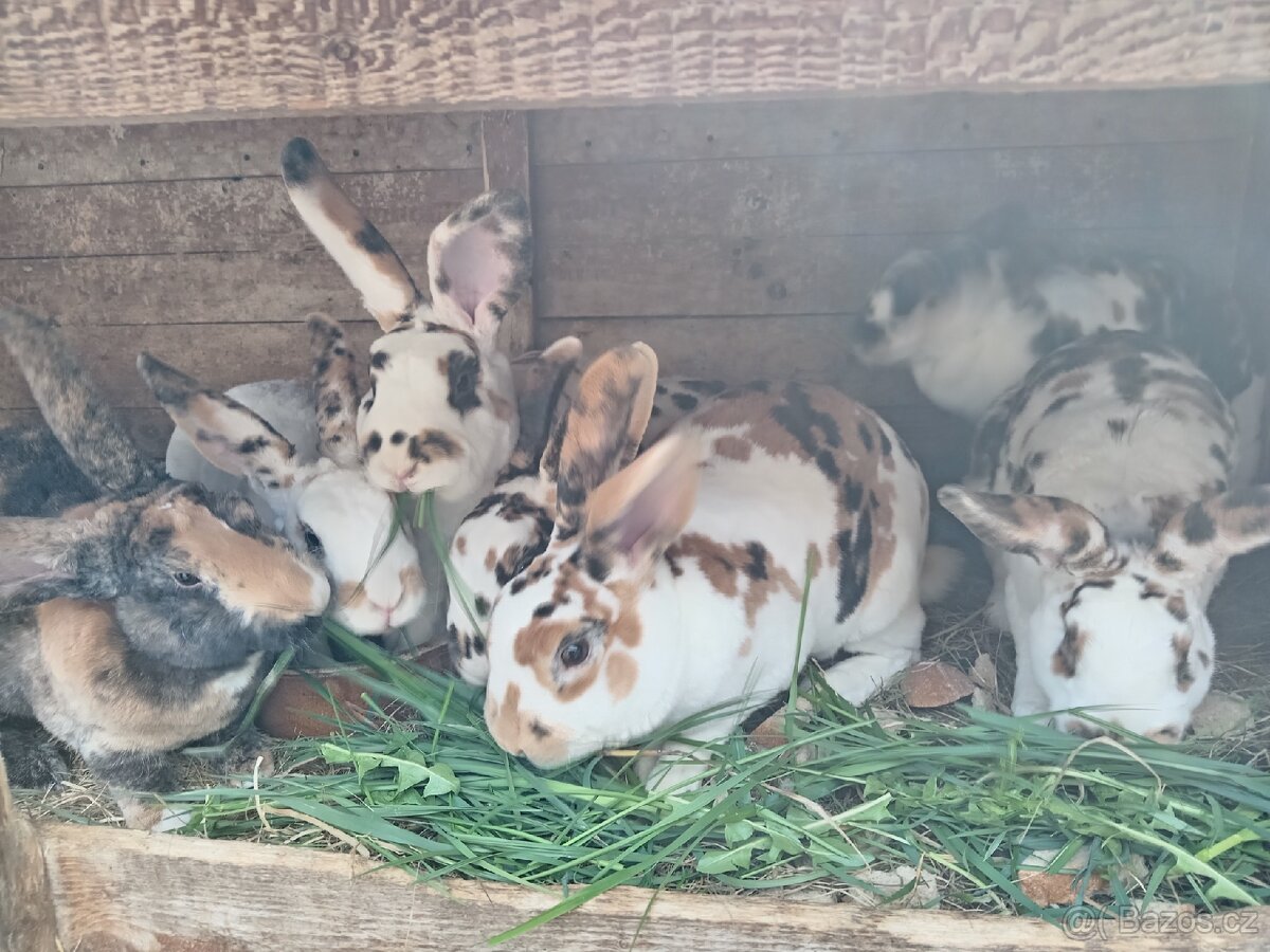 Dalmatinský rex - 2