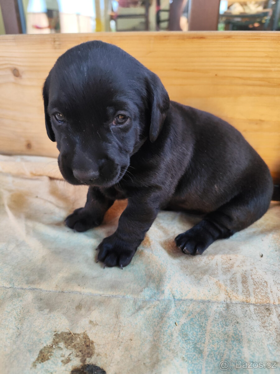 Štenata kříženec labrador s jezevčíkem - 2