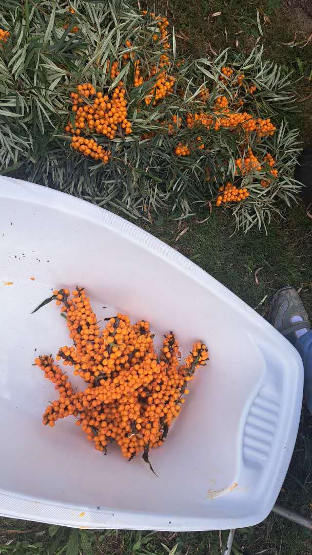 Rakytník řešetlákový zdarma - 2