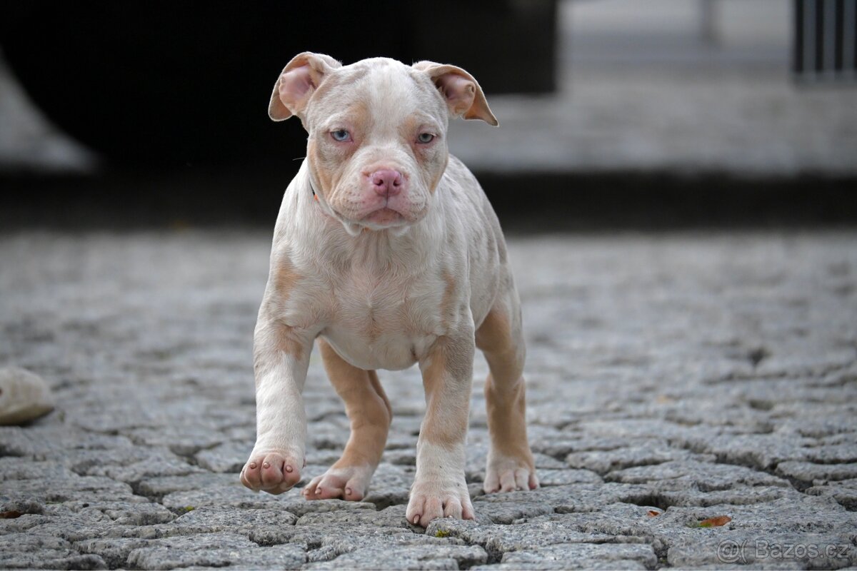 American Bully Standard – fenky k odběru ihned - 2