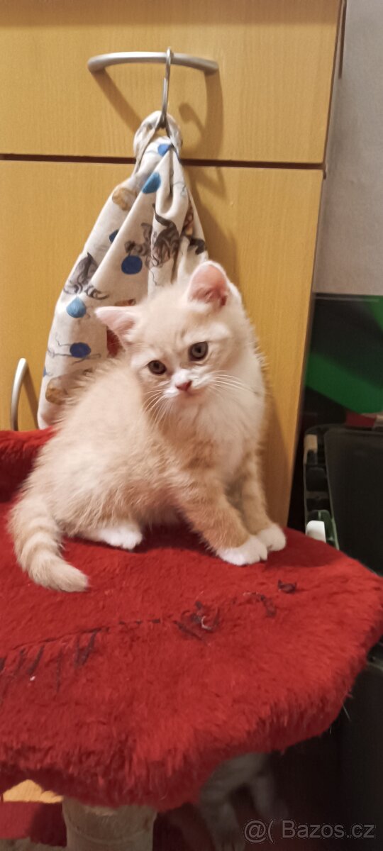 Britská koťata bez PP - 2