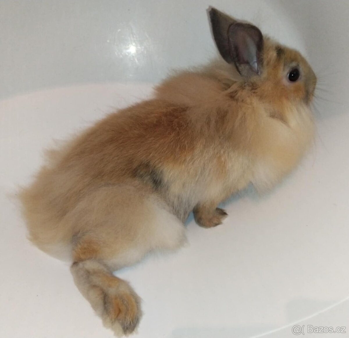 Zakrslý králíček bez PP samička Samatha - 2