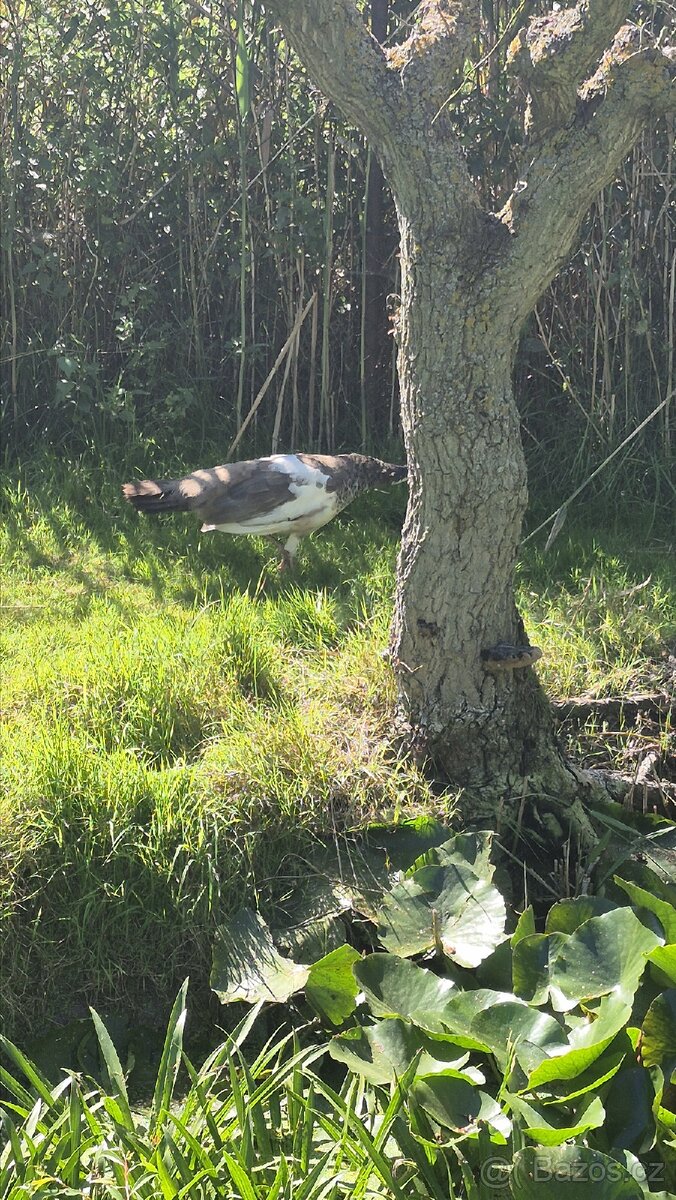 Páv, pavice,pávata - 2