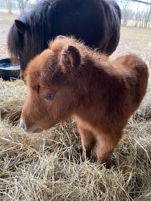 Prodej hřebečka mini shetland - 2