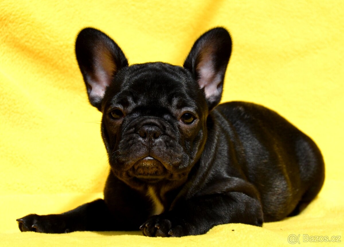 Francouzský buldoček s PP - 2