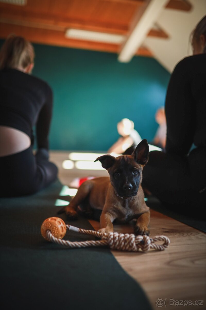 BELGICKÝ OVČÁK MALINOIS S PP - 2