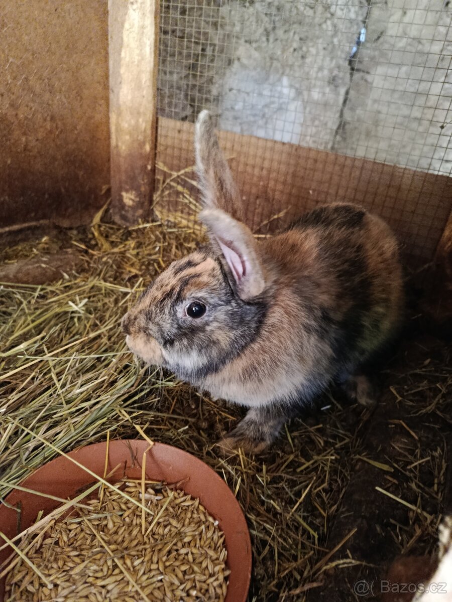 Králík - 2