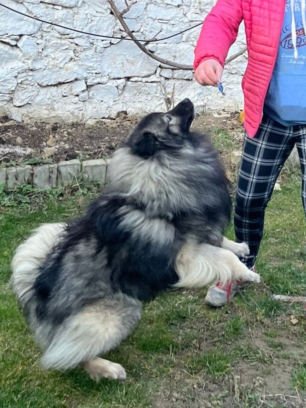 Německý vlčí špic - krytí - 2