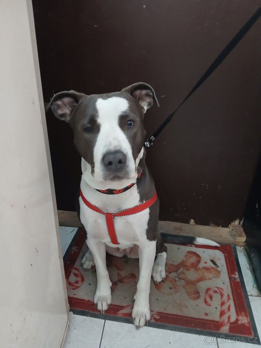 Krytí Amstaff - 2