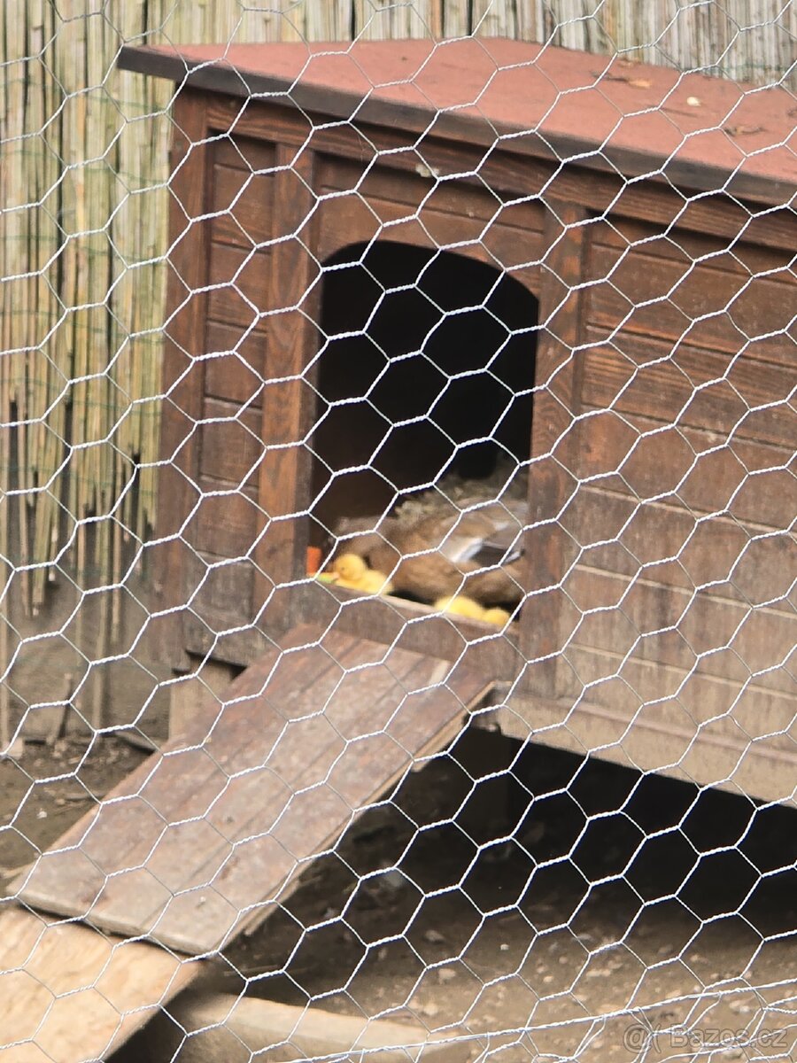 Zakrslé kachny (call duck) - 2
