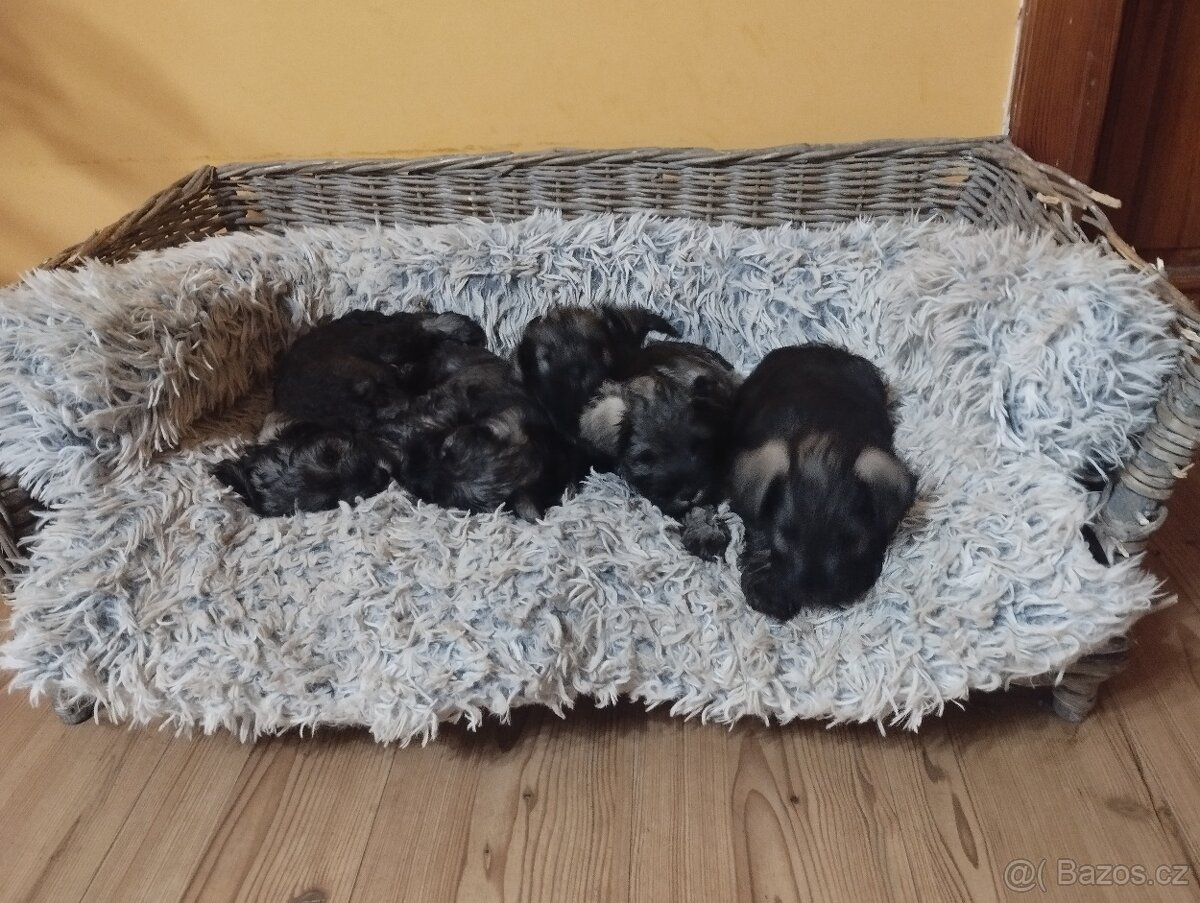 KNÍRAČ MALÝ P+S s PP - 2