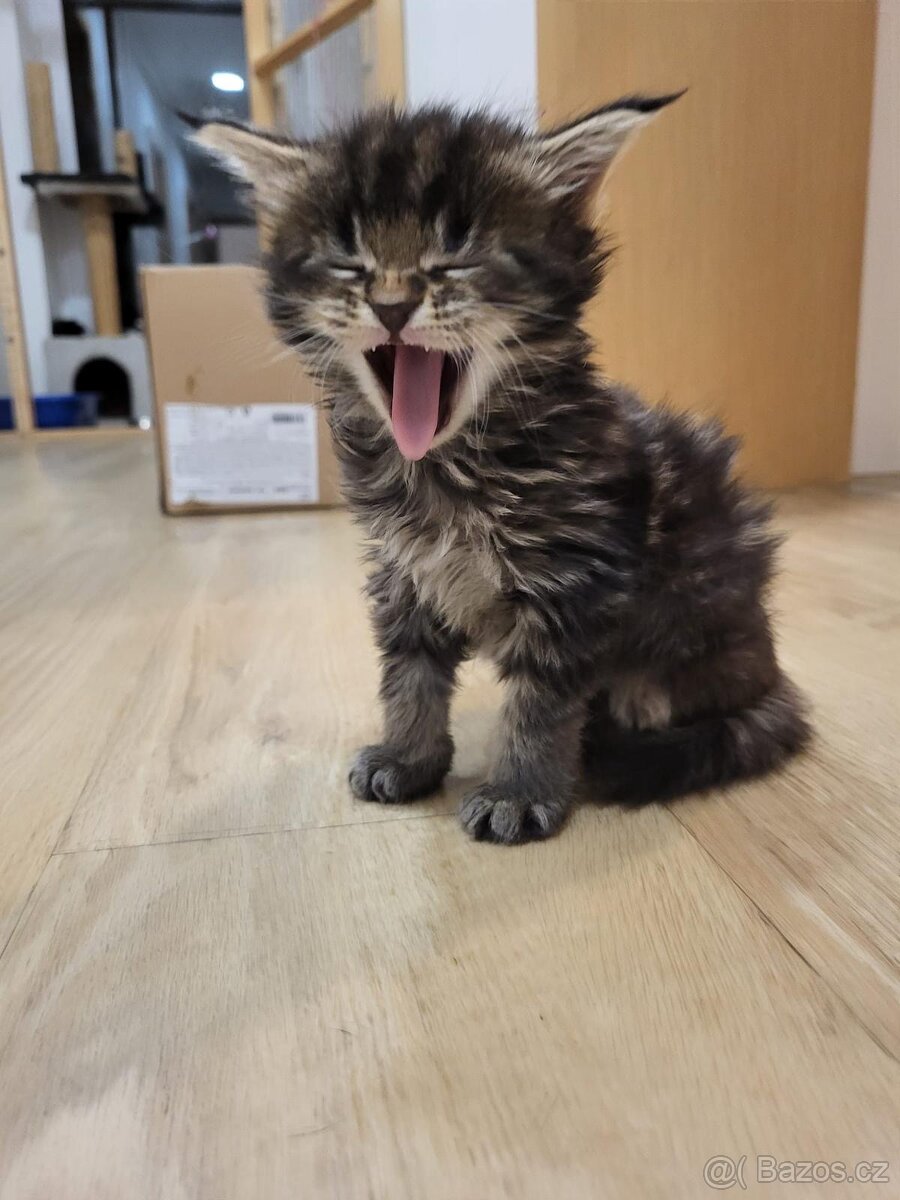 Mainská mývalí koťátka bez pp - 2