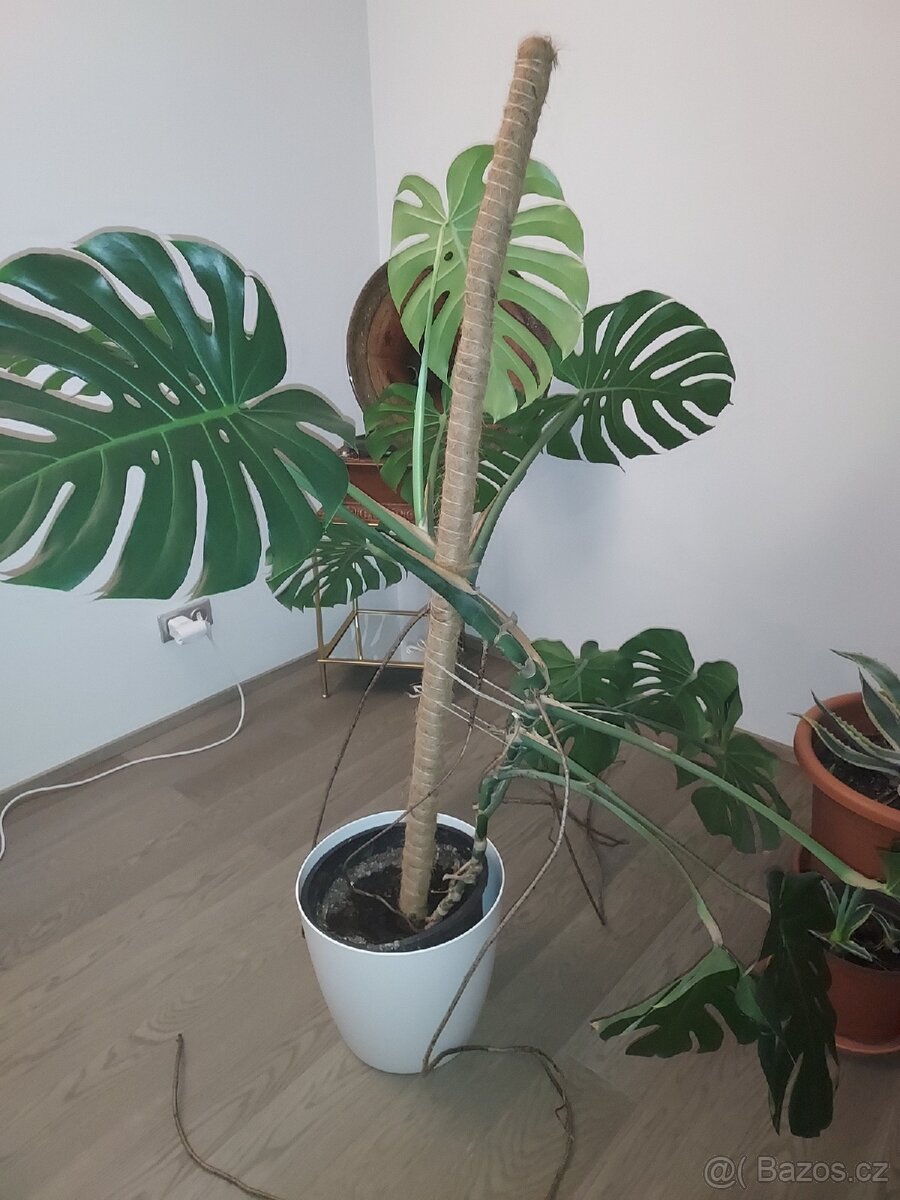 Monstera - 2