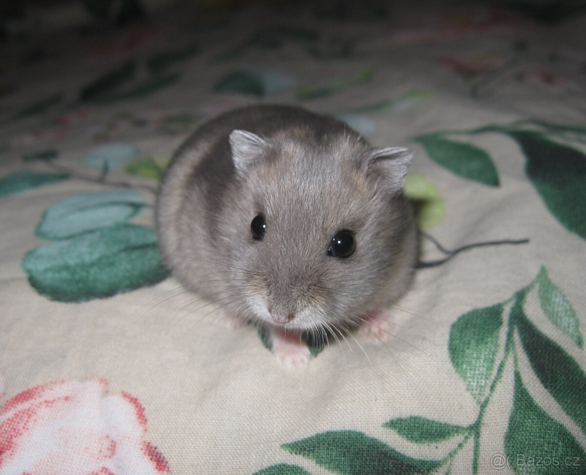 Křeček džungarský s PP (Brno, Břeclav, Kúty) - 2