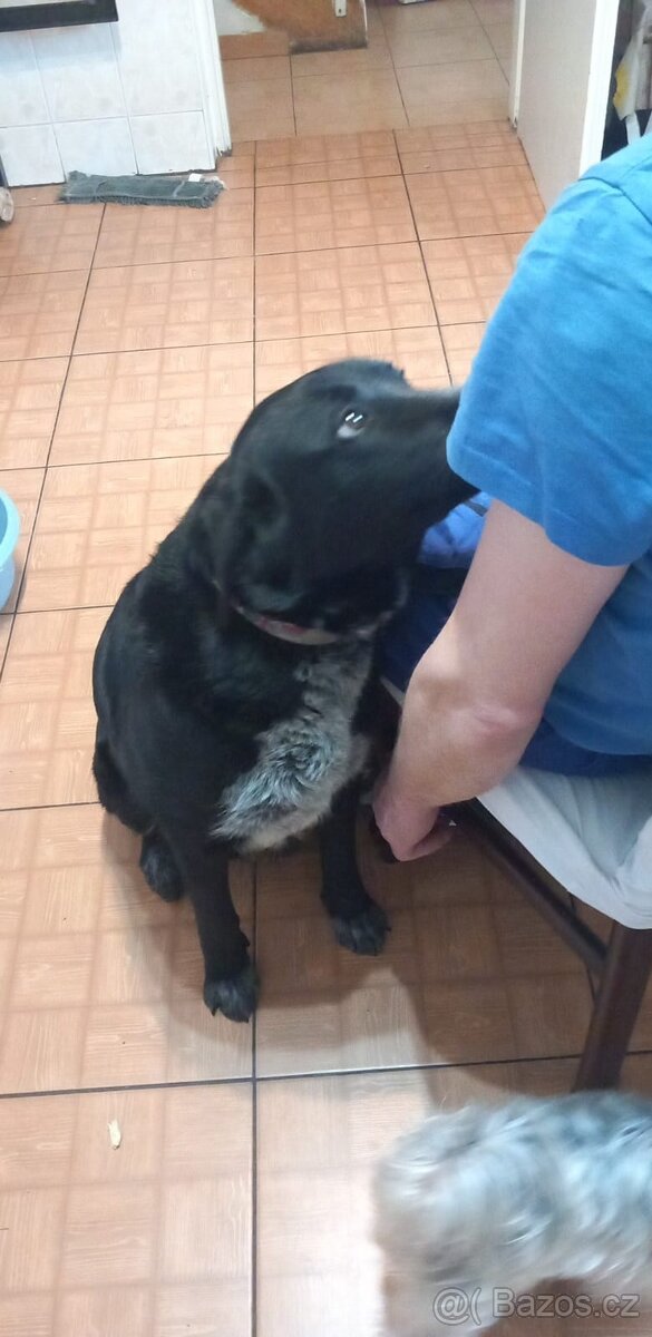 Kříženec labradora - 2
