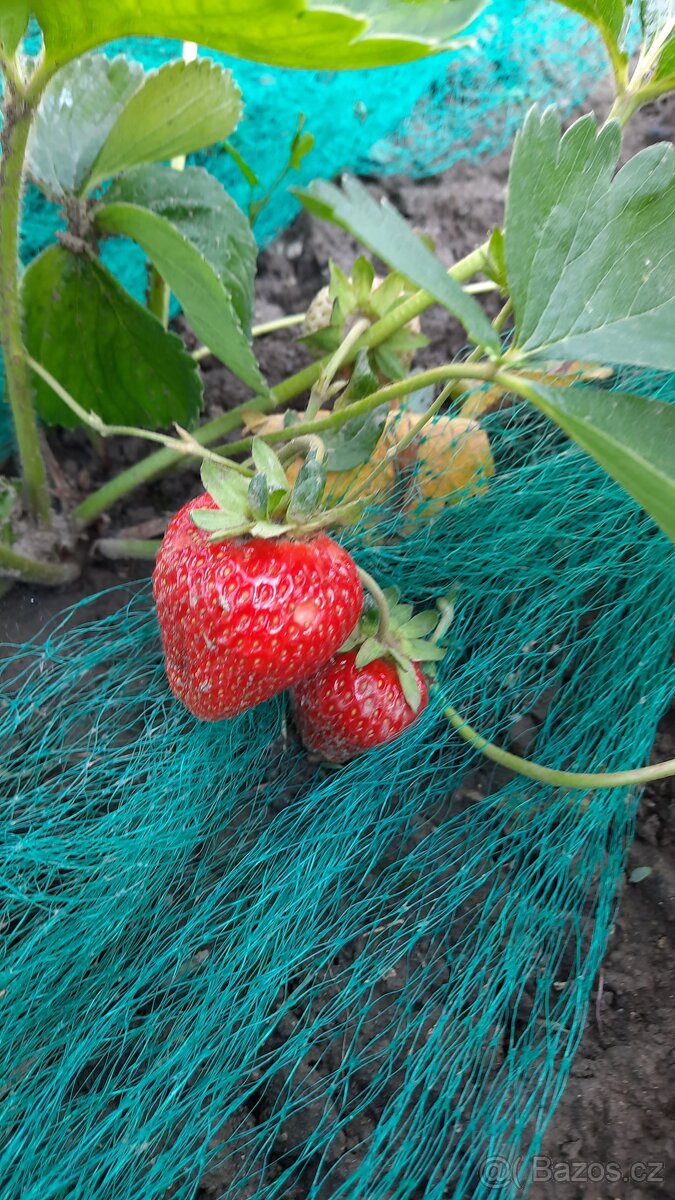 Víceplodící sazenice jahod - 2