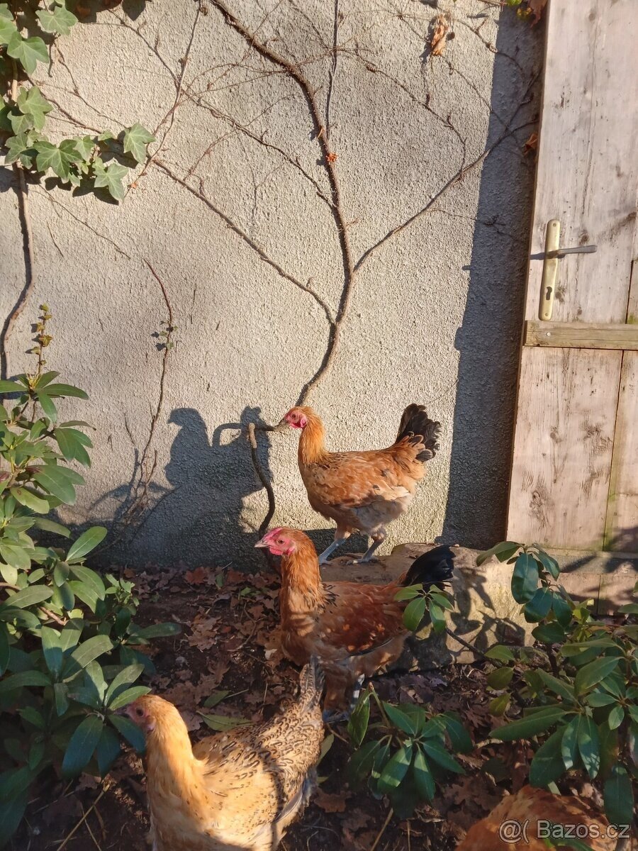 Prodam- kohout Šumavanka - 2