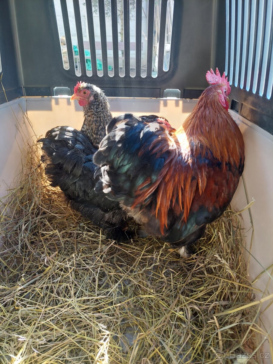 Kocinka zdrobnela - 2