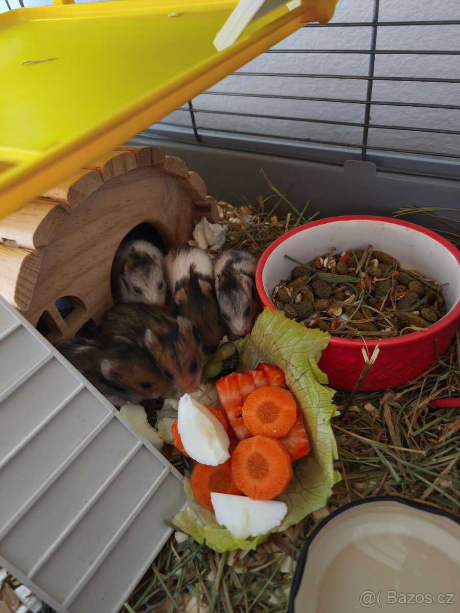 Křeček syrský - 2